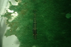 Atyaephyra desmarestii