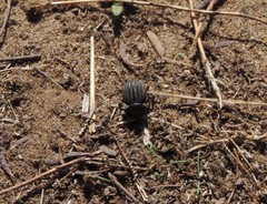 Pimelia bipunctata papii