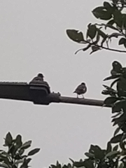 Acridotheres tristis