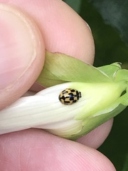Propylea quatuordecimpunctata