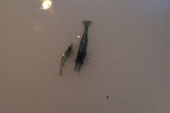 Atyaephyra desmarestii