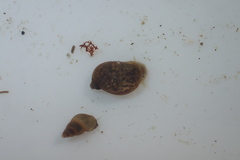 Potamopyrgus antipodarum