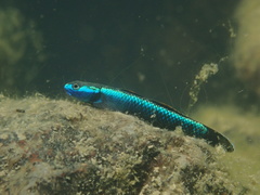 Blue Neon Goby photo 5