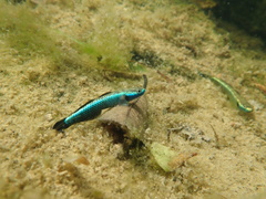 Stiphodon atropurpureus