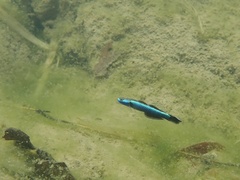 Stiphodon atropurpureus