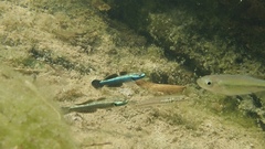 Stiphodon atropurpureus