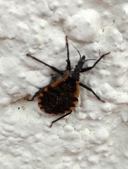 Triatoma