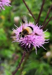 Leucozona inopinata