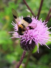 Leucozona inopinata