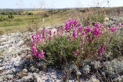 Hedysarum ucrainicum