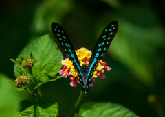 Graphium doson eleius