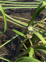 Sparganium angustifolium