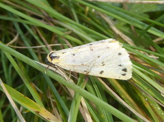 Setina