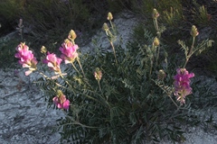 Hedysarum ucrainicum