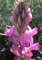 Hedysarum ucrainicum