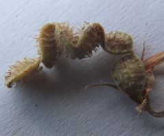 Hedysarum ucrainicum