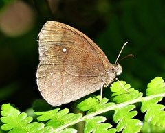 Forsterinaria quantius