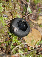 Urnula campylospora