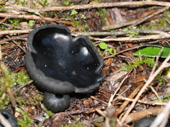 Urnula campylospora
