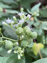 Schizomyia eupatoriflorae