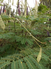 Caesalpinia pulcherrima