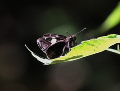 Notocrypta paralysos