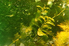 Potamogeton perfoliatus