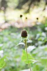 Rudbeckia occidentalis