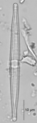 Ctenophora