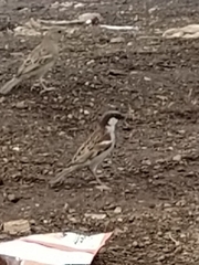 Passer domesticus