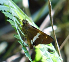 Tirynthia conflua