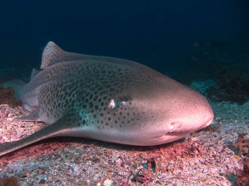 Zebra Shark, photo 7 of 10