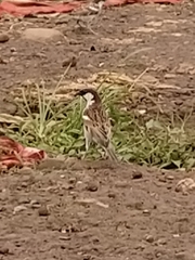 Passer domesticus