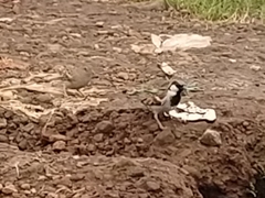 Passer domesticus