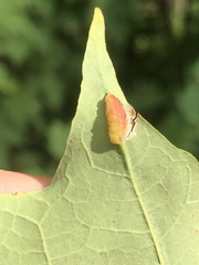 Dasineura communis