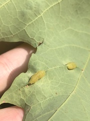Dasineura communis