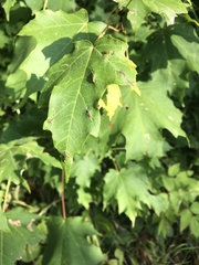 Dasineura communis
