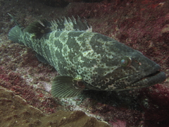 Epinephelus coioides