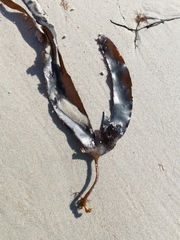 Laminaria digitata