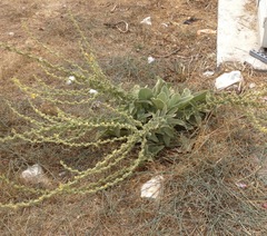 Verbascum sinaiticum