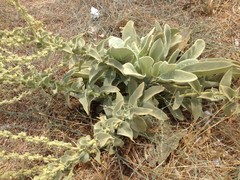 Verbascum sinaiticum