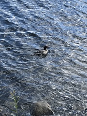 Mergus merganser