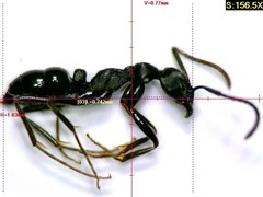 Leptogenys kitteli