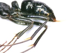 Leptogenys kitteli