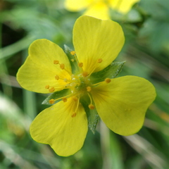 Potentilla anglica