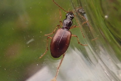 Oxypselaphus obscurus