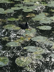 Fulica atra