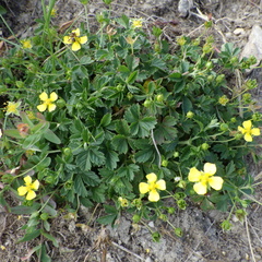 Potentilla anglica