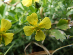 Potentilla anglica
