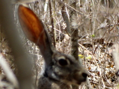 Lepus alleni